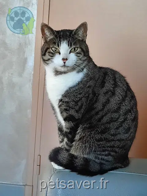 Minette