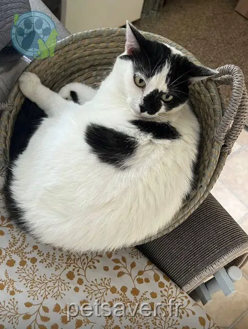 cat lost   74150 Rumilly Minush