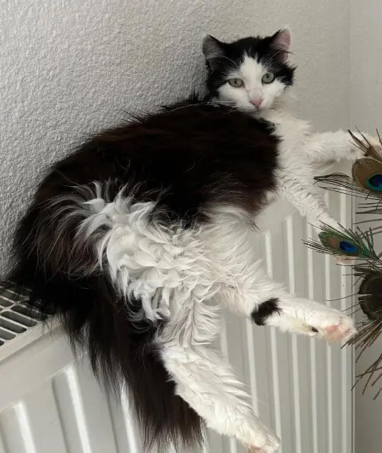 chatte lost   74500 Publier Misty