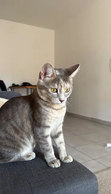 chatte lost   74170 Saint-Gervais-les-Bains Miu