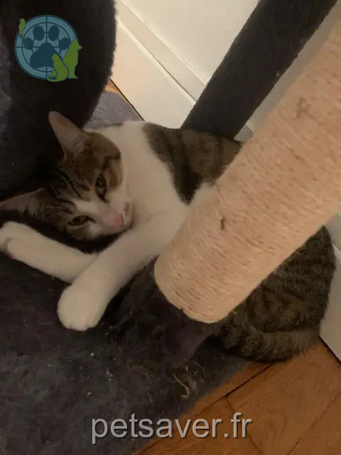 chatte perdue 74330 La Balme-de-Sillingy Molly chatte lost 74330 La Balme-de-Sillingy Molly