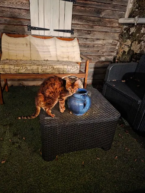 chatte lost   74560 Monnetier-Mornex Panthera