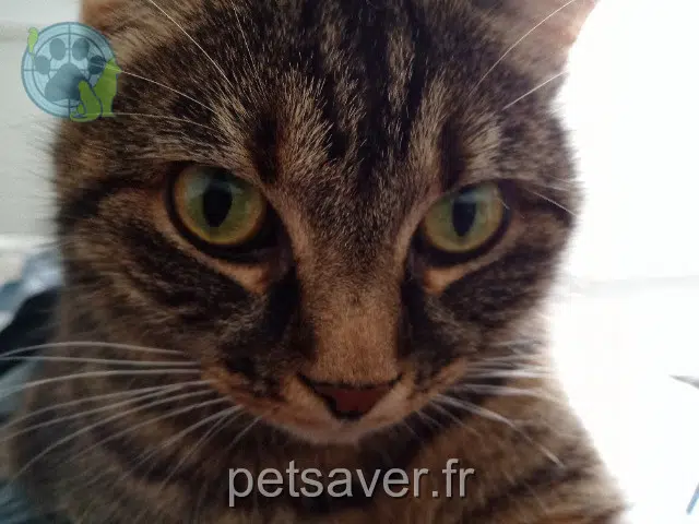 chatte lost   74470 Bellevaux Mononoké