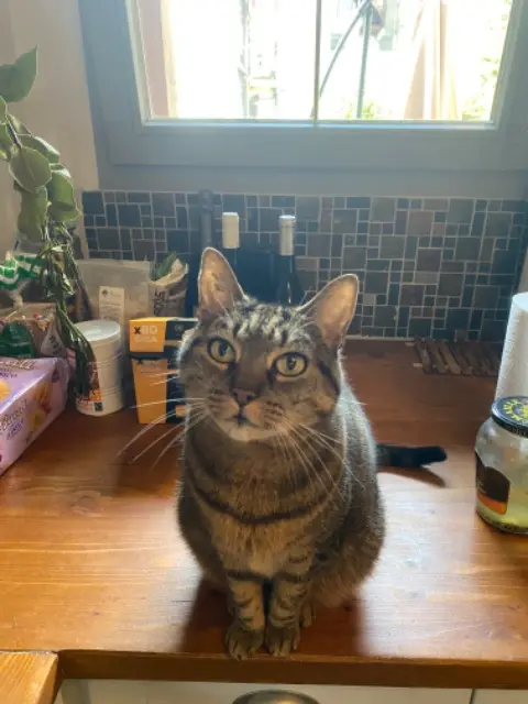 chatte lost   74500 Évian-les-Bains motoko