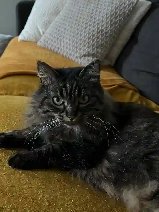 Chatte Perdue 74 Haute-Savoie - Moumoune Chatte Perdue 74 Haute-Savoie - Moumoune
