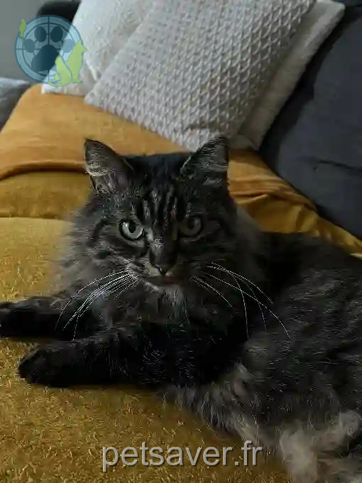 Chatte Perdue 74 Haute-Savoie - Moumoune Chatte Perdue 74 Haute-Savoie - Moumoune