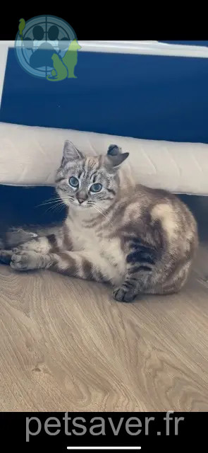 kat vermist 74100 Annemasse Mya kat lost 74100 Annemasse Mya