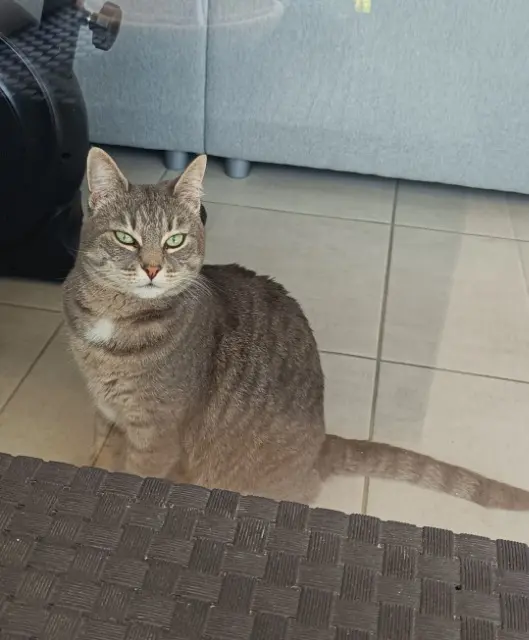 chatte lost   74520 Vulbens Mèfi