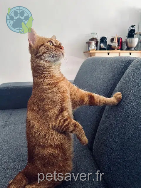 cat lost   74470 Bellevaux Nagini