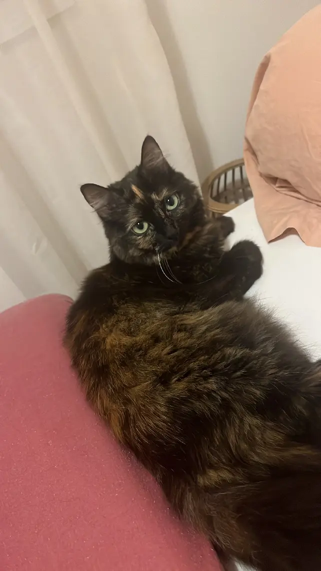 Chatte Perdue 74 Haute-Savoie - Nairobi Chatte Perdue 74 Haute-Savoie - Nairobi