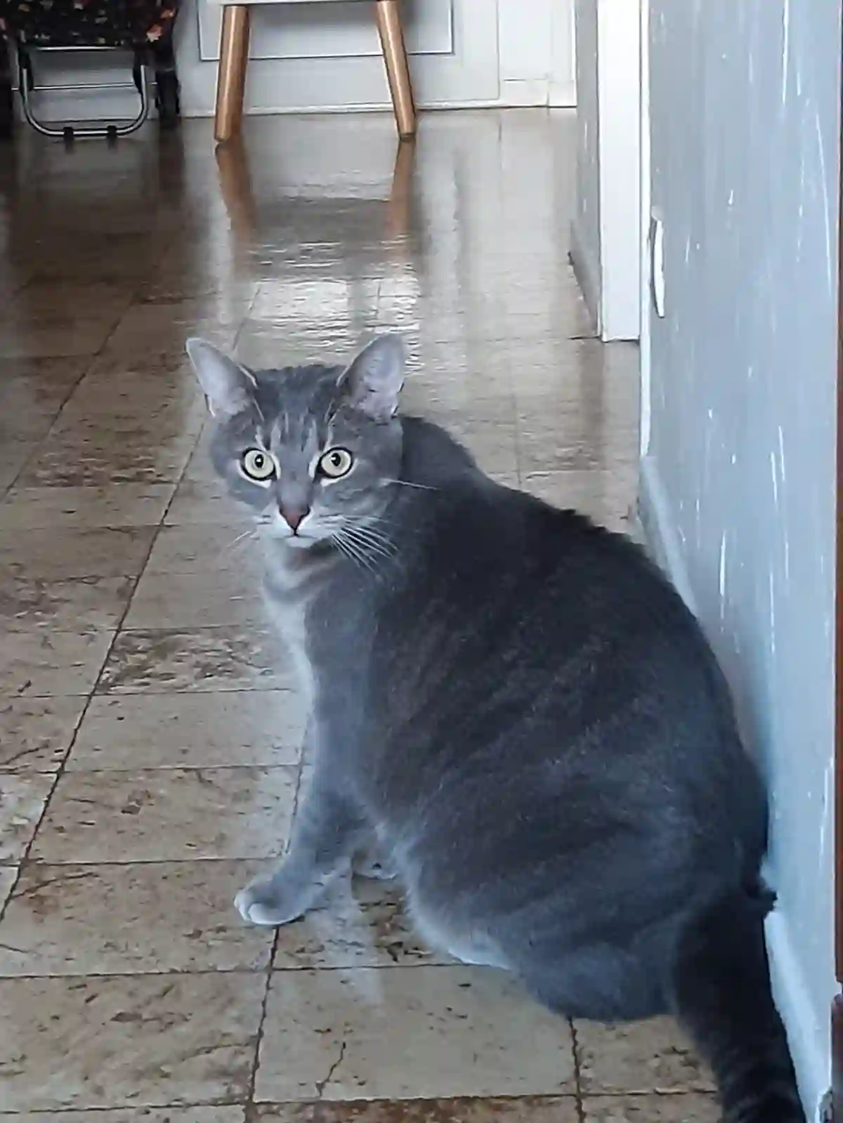 Chatte Perdue 74 Haute-Savoie - Nala Chatte Perdue 74 Haute-Savoie - Nala