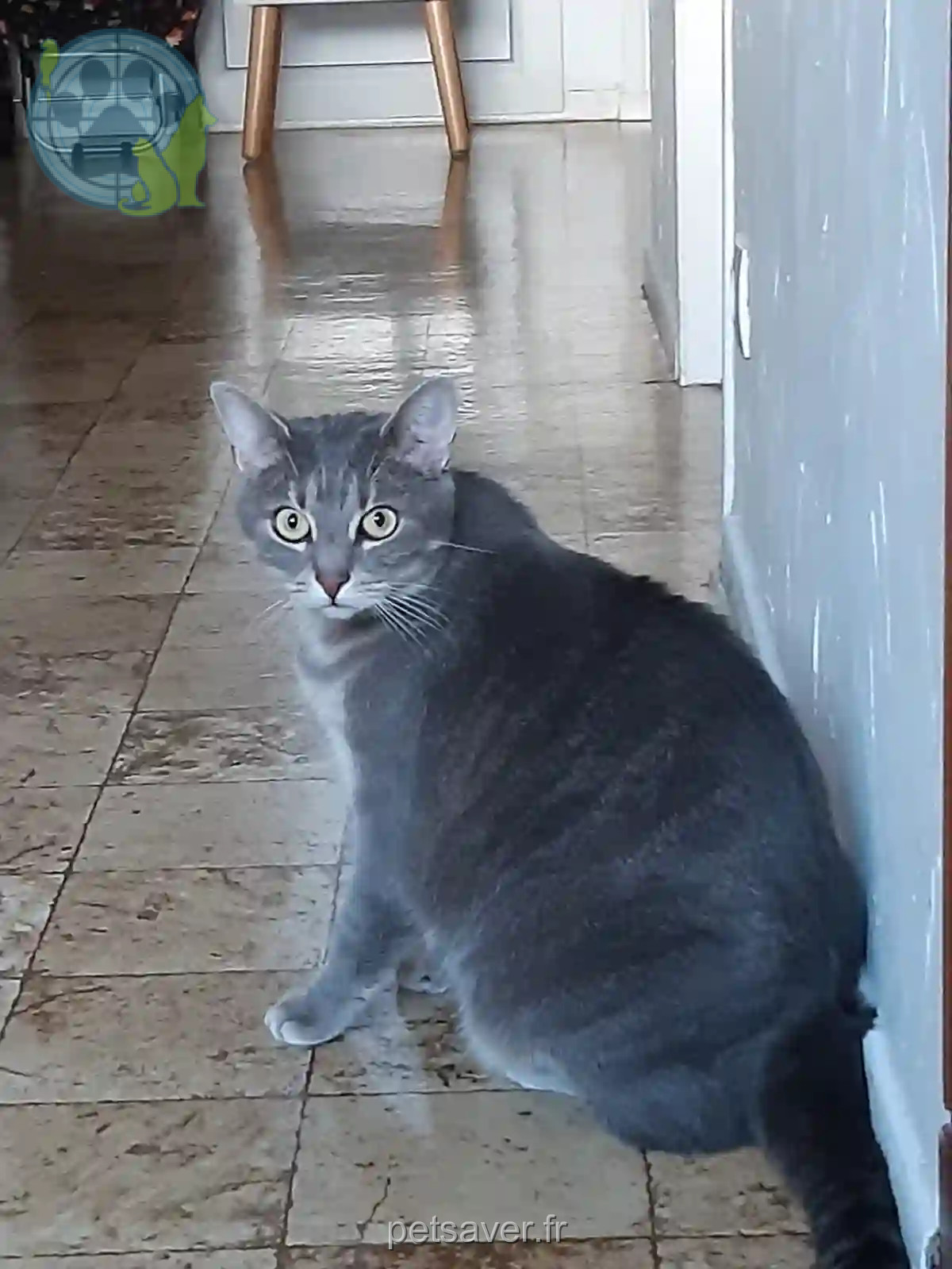 Chatte Perdue 74 Haute-Savoie - Nala Chatte Perdue 74 Haute-Savoie - Nala