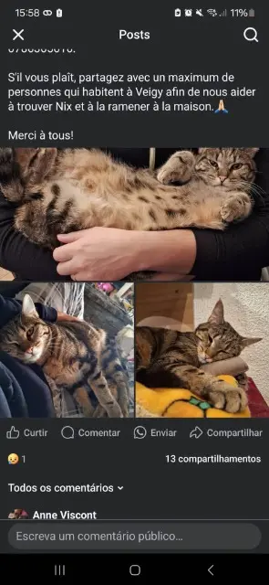 chatte lost   74140 Veigy-Foncenex Nix