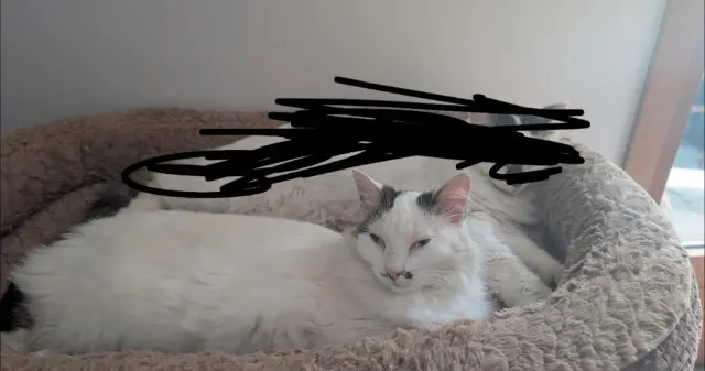 chatte lost   74300 Magland Oban