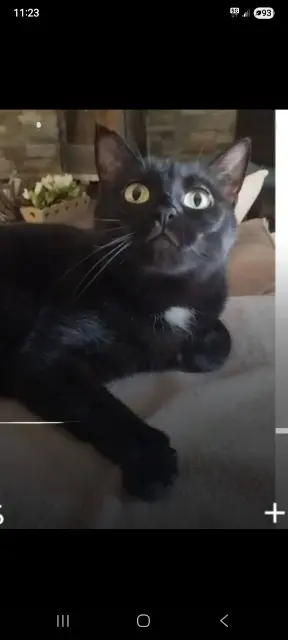 Katze vermisst 74250 Viuz-en-Sallaz Olaf Katze lost 74250 Viuz-en-Sallaz Olaf