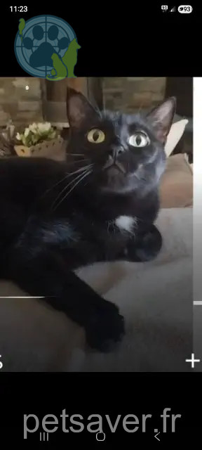 kat vermist 74250 Viuz-en-Sallaz Olaf kat lost 74250 Viuz-en-Sallaz Olaf