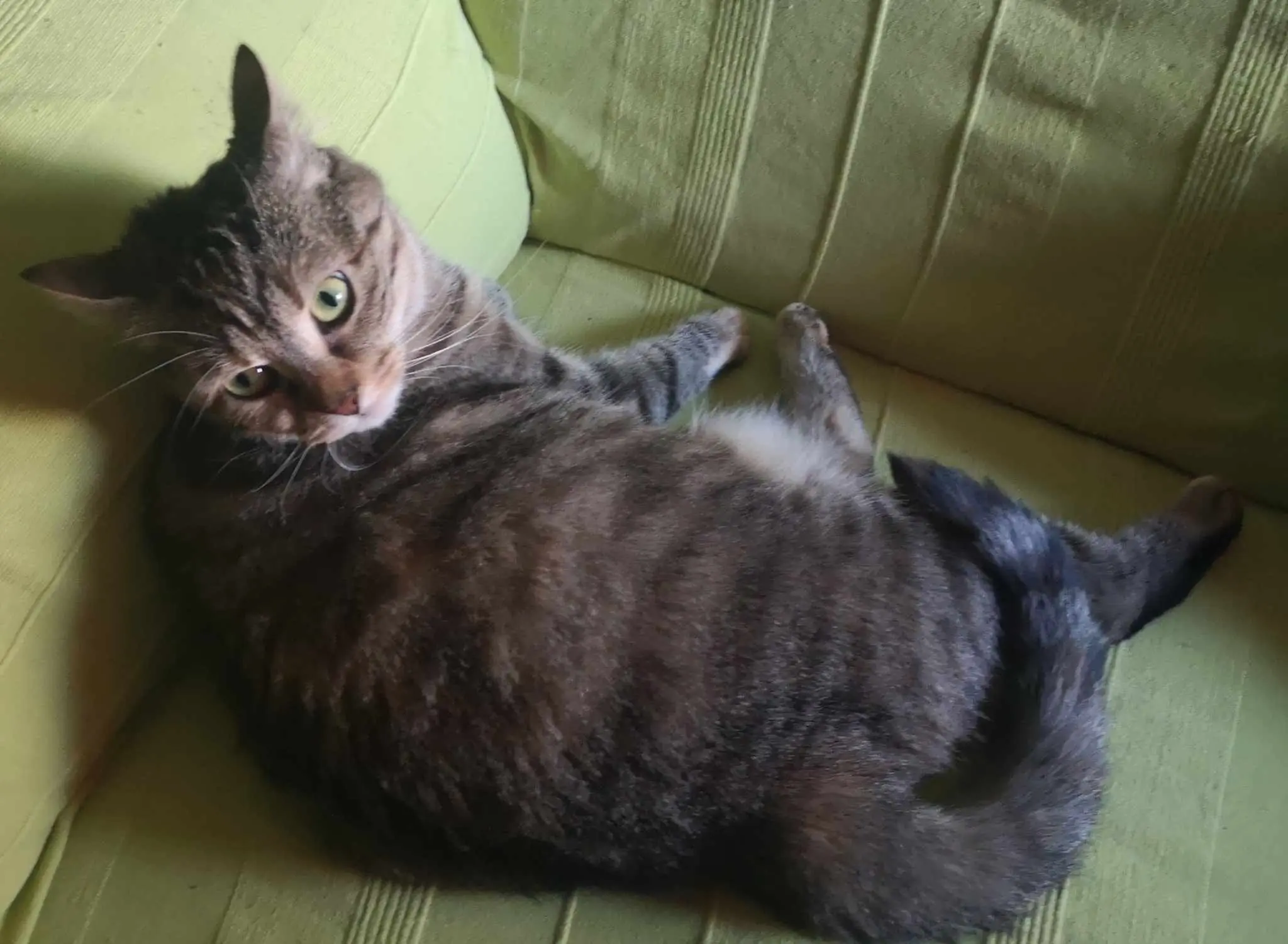 Chatte Perdue 74 Haute-Savoie - Opale Chatte Perdue 74 Haute-Savoie - Opale