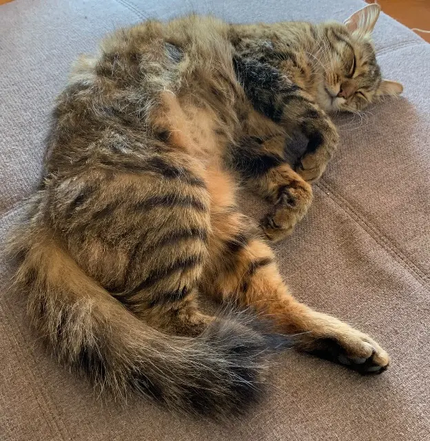 chatte lost   74290 Veyrier-du-Lac Petitchat