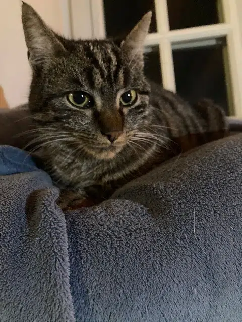 chatte lost   74270 Marlioz Plume