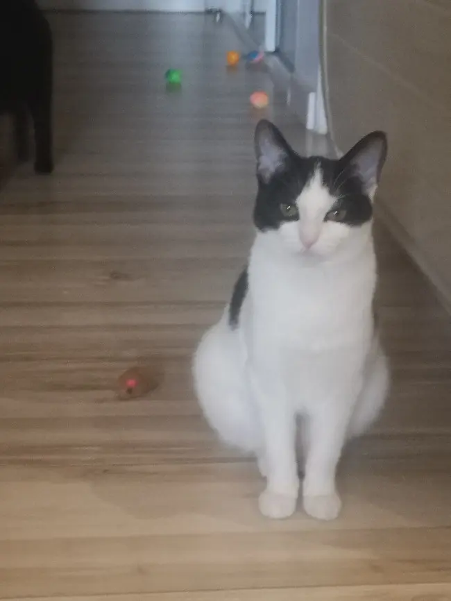 Chatte Perdue 74 Haute-Savoie - Plume Chatte Perdue 74 Haute-Savoie - Plume