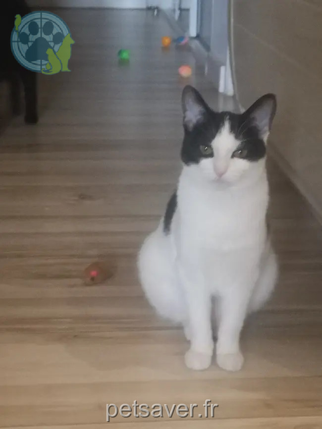 Chatte Perdue 74 Haute-Savoie - Plume Chatte Perdue 74 Haute-Savoie - Plume