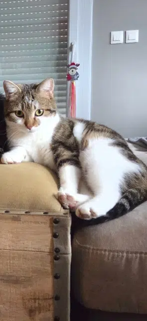 chatte lost   74200 Thonon-les-Bains Plume