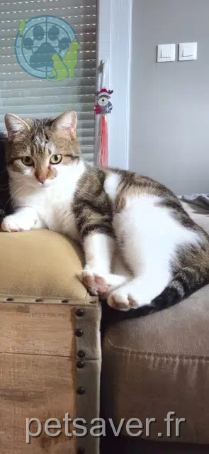 chatte perdue 74200 Thonon-les-Bains Plume chatte lost 74200 Thonon-les-Bains Plume