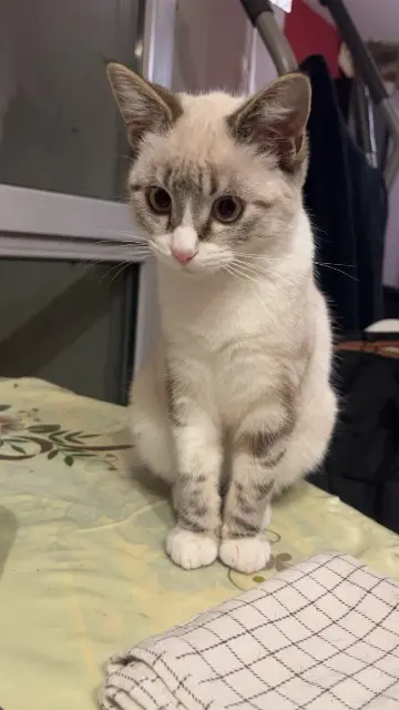 chatte lost   74130 Bonneville Pomni