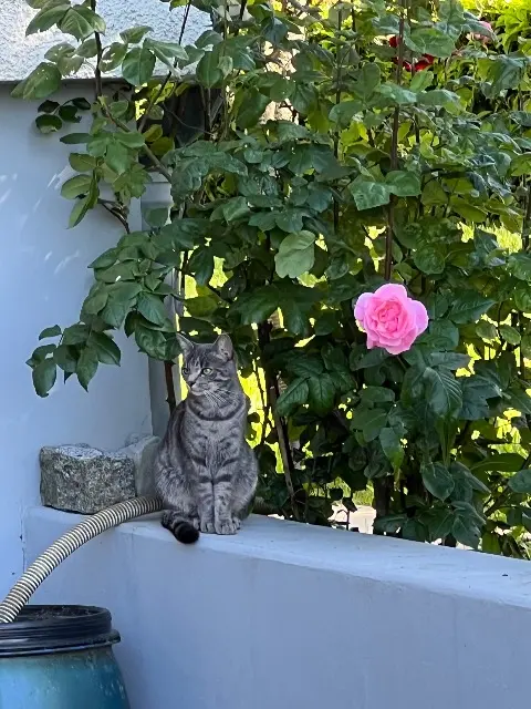 chatte lost   74140 Massongy Pomponette