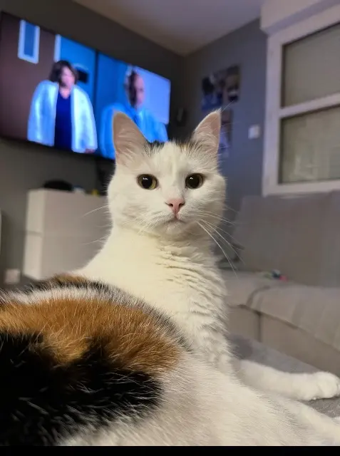 chatte lost   74350 Cercier Poupette