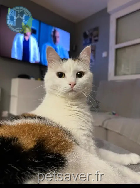 cat lost 74350 Cercier Poupette cat lost 74350 Cercier Poupette