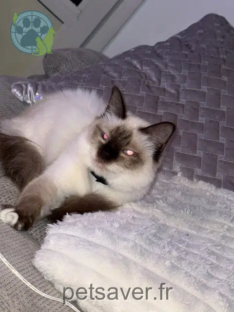 gata perdida 74200 Thonon-les-Bains Poutsi gata lost 74200 Thonon-les-Bains Poutsi