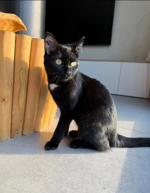 chatte lost   74950 Scionzier Prada