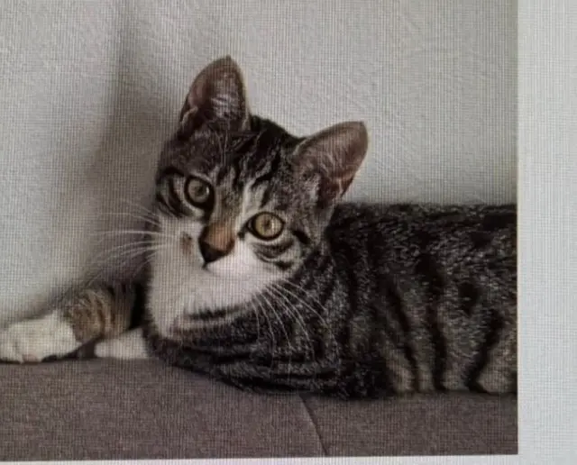 chatte lost   74500 Publier Praline