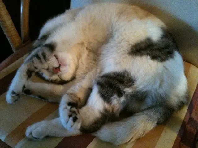 chatte lost   74140 Sciez Pupuce