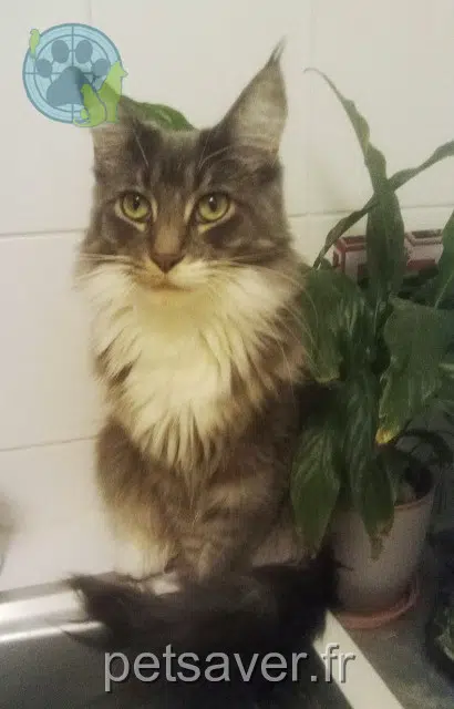 gata lost   74700 Sallanches Ramushka