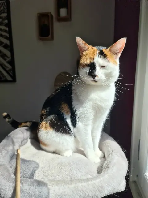 chatte lost   74140 Veigy-Foncenex Riley