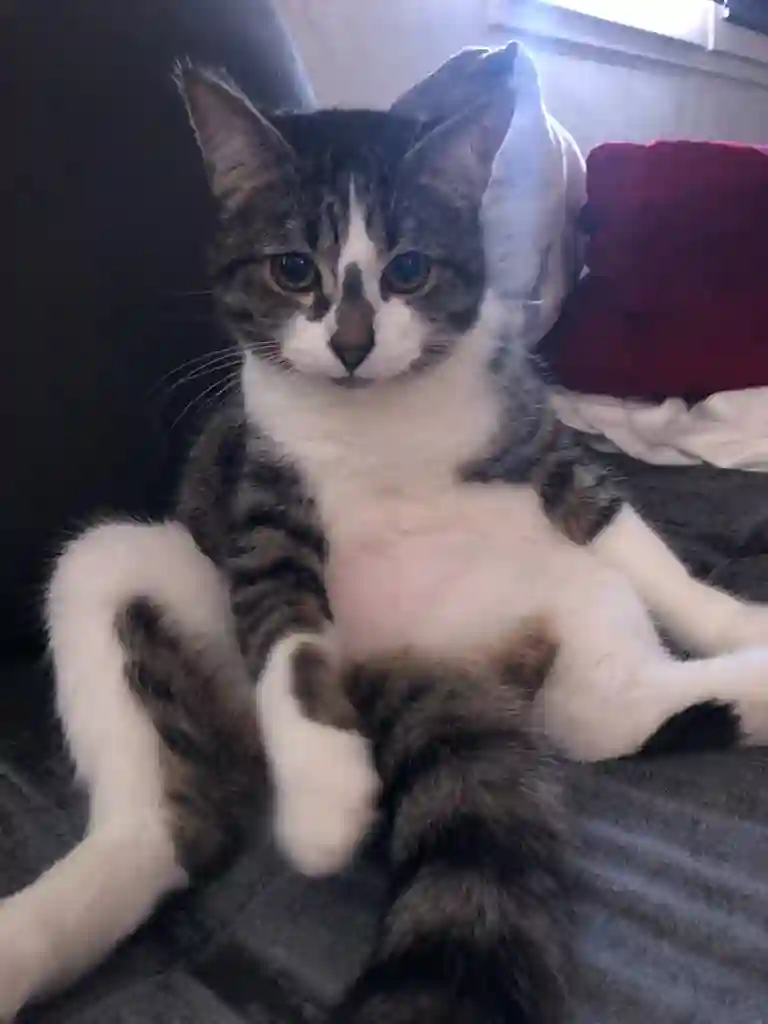 Chatte Perdue 74 Haute-Savoie - Rio Chatte Perdue 74 Haute-Savoie - Rio