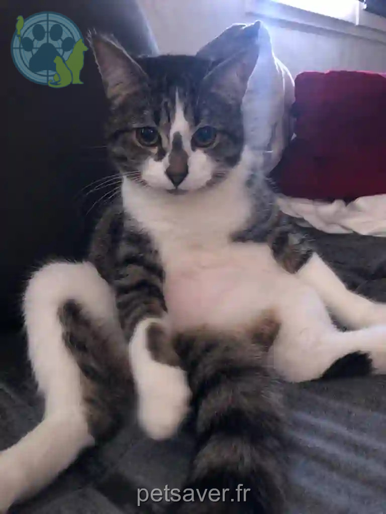 Chatte Perdue 74 Haute-Savoie - Rio Chatte Perdue 74 Haute-Savoie - Rio