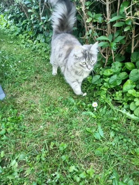 chatte lost   74100 Ville-la-Grand Rockette