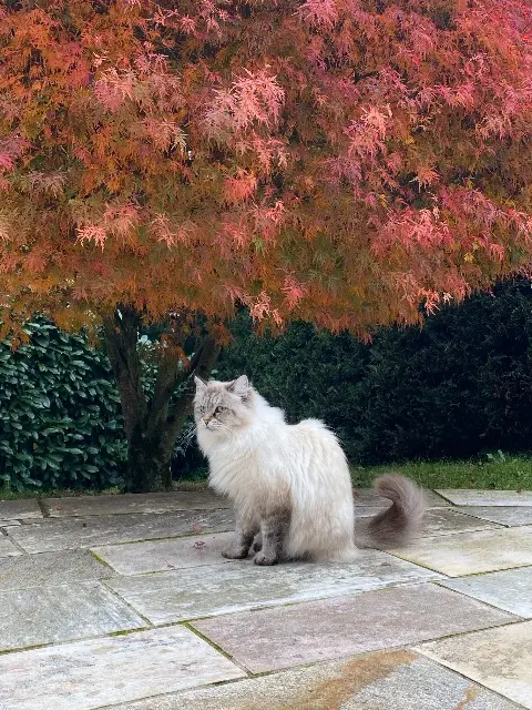 chatte lost   74380 Cranves-Sales Romy