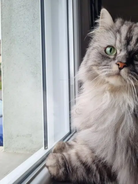 chatte lost   74550 Orcier Rosie