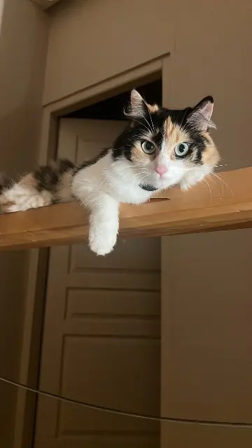 chatte lost   74800 Cornier Saphir