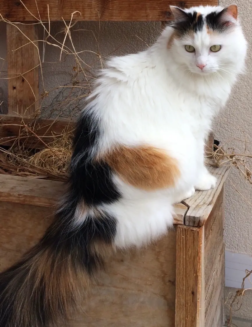 Chatte Perdue 74 Haute-Savoie - Shanti