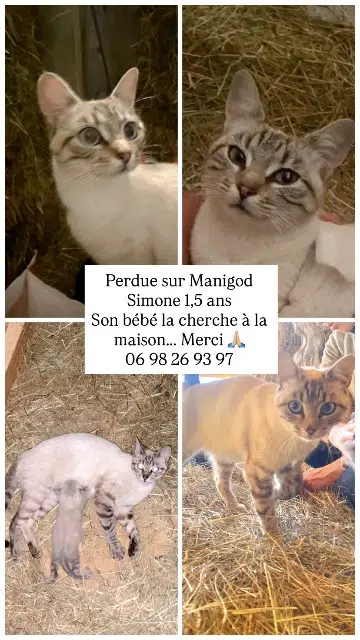 chatte lost   74230 Manigod Simone