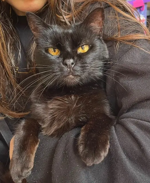 chatte lost   74200 Thonon-les-Bains SOMBRAL dite PETIT CHAT