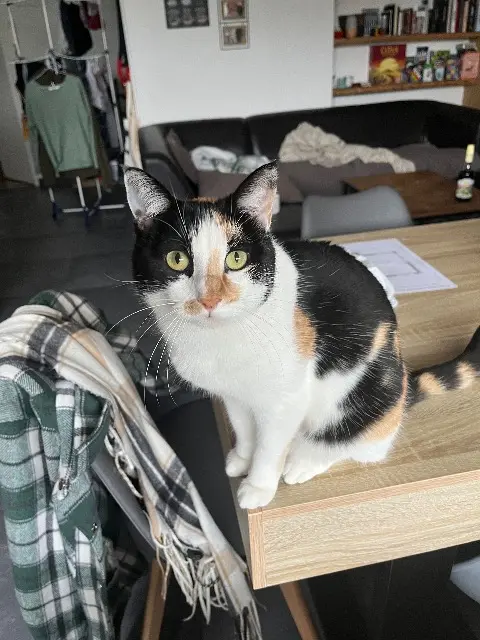 chatte lost   74800 Saint-Pierre-en-Faucigny Stitch