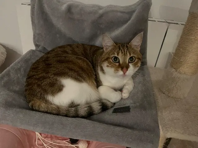 chatte lost   74150 Rumilly Suki