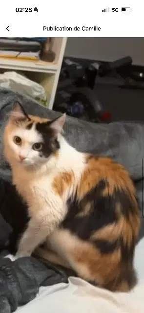 chatte lost   74100 Annemasse Syria