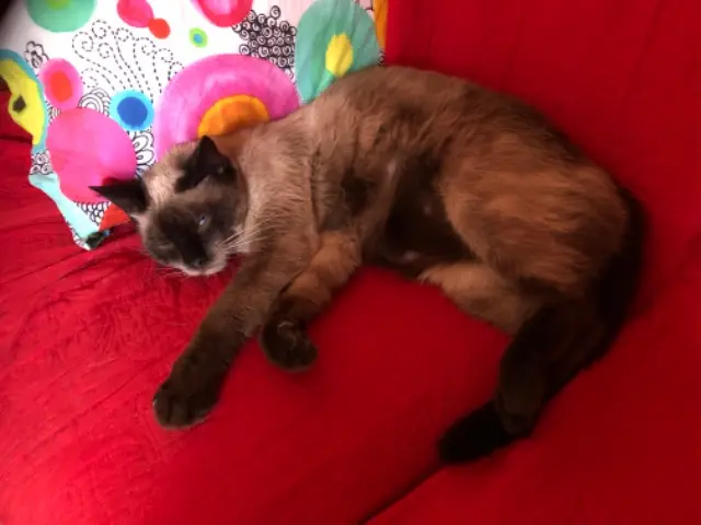 chatte lost    Talloires-Montmin Tina